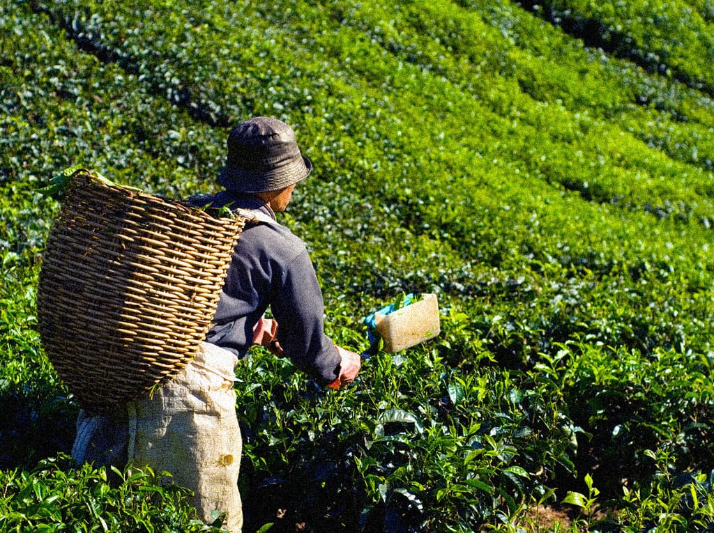 Tradycyjny zbiór liści herbaty tencha na plantacji w Uji – surowiec na Ayame Matcha.