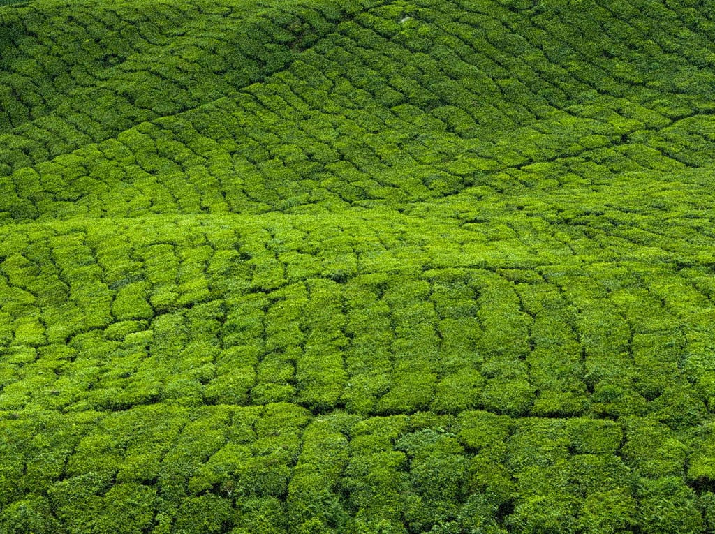 Zielone plantacje herbaty w Uji, Kyoto – miejsce uprawy Ayame Matcha.
