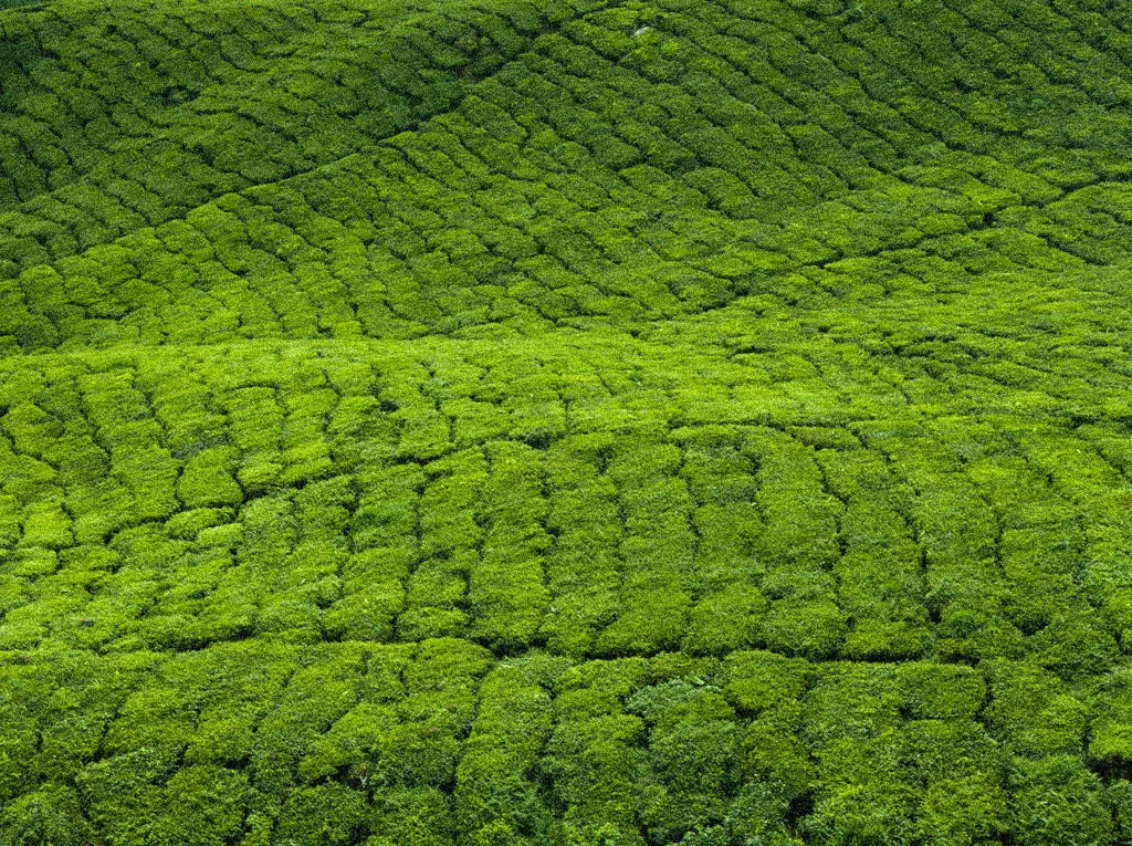Zielone plantacje herbaty w Uji, Kyoto – miejsce uprawy Ayame Matcha.
